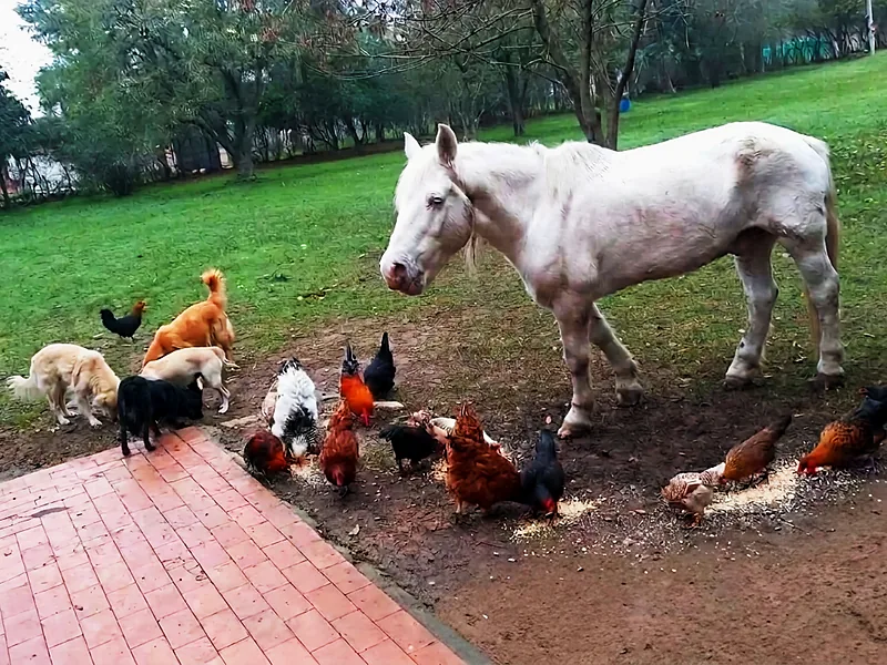 El caballo blanco entre los perros y las gallinas
