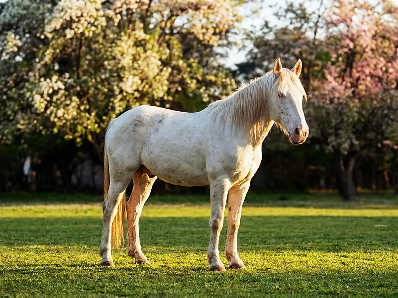 El caballo blanco en el parque
