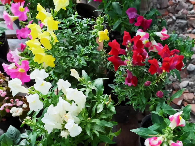 Cajón de flores surtidas de la semana