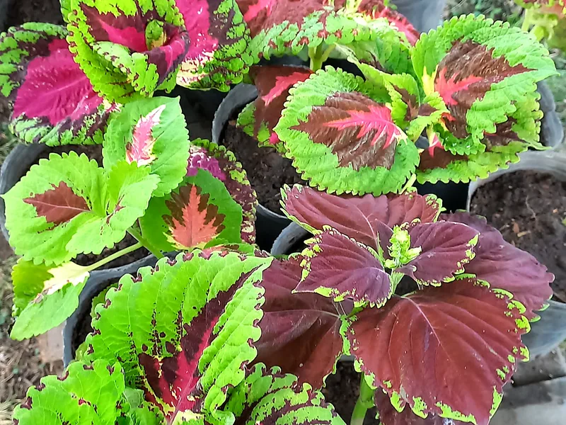 Coleos de colores
