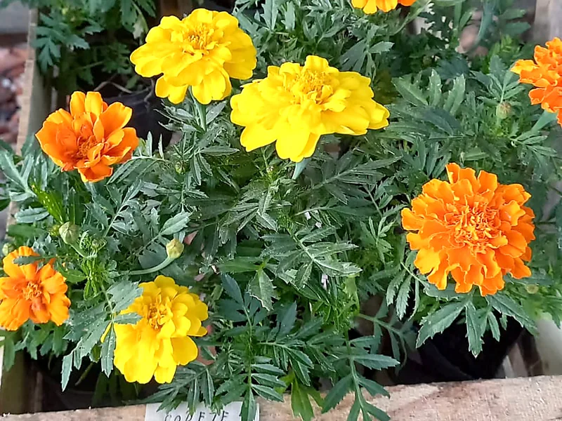 Copetes y gazanias