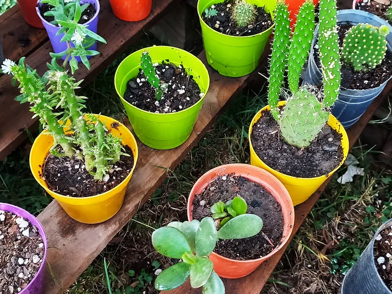 Suculentas y cactus