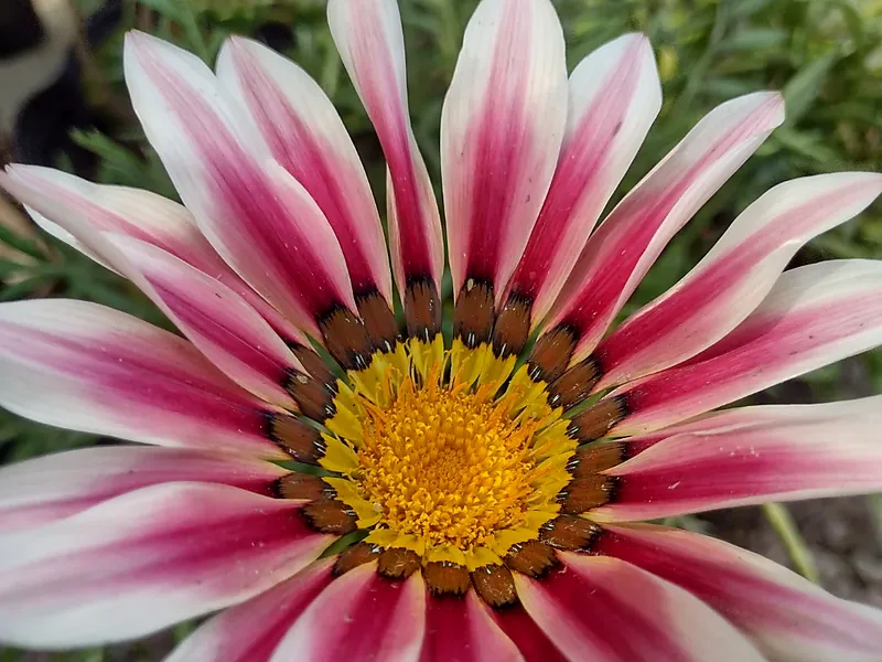 Gazania abierta