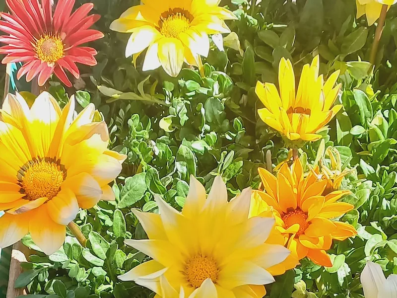 Gazanias de colores