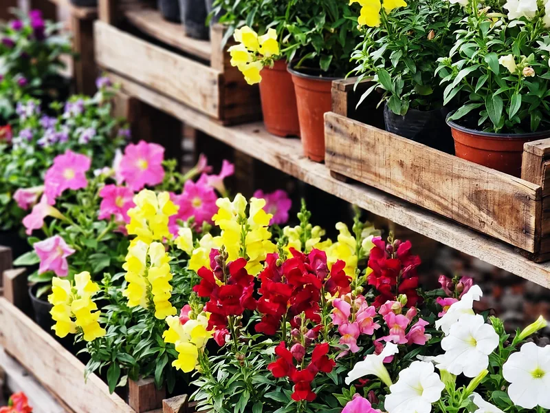 Flores de estación en cajones