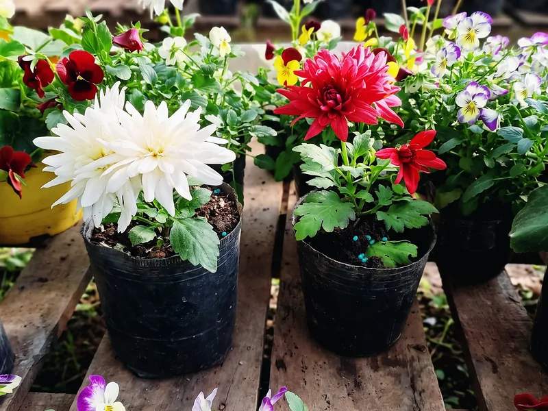 Dalias y pensamientos en flor