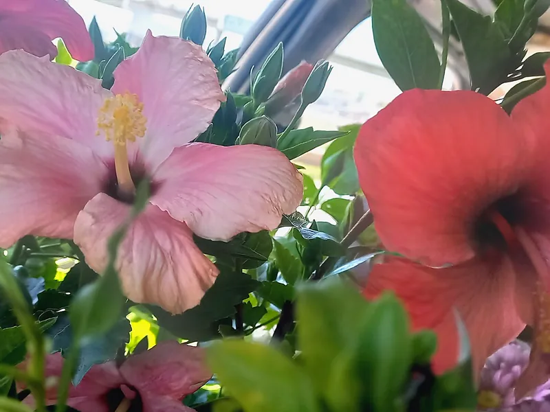 Hibiscus en flor