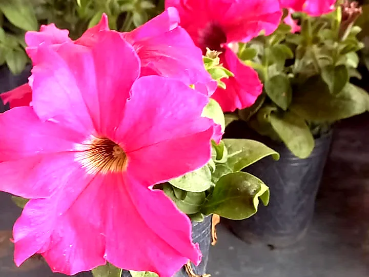 Plantín de estación