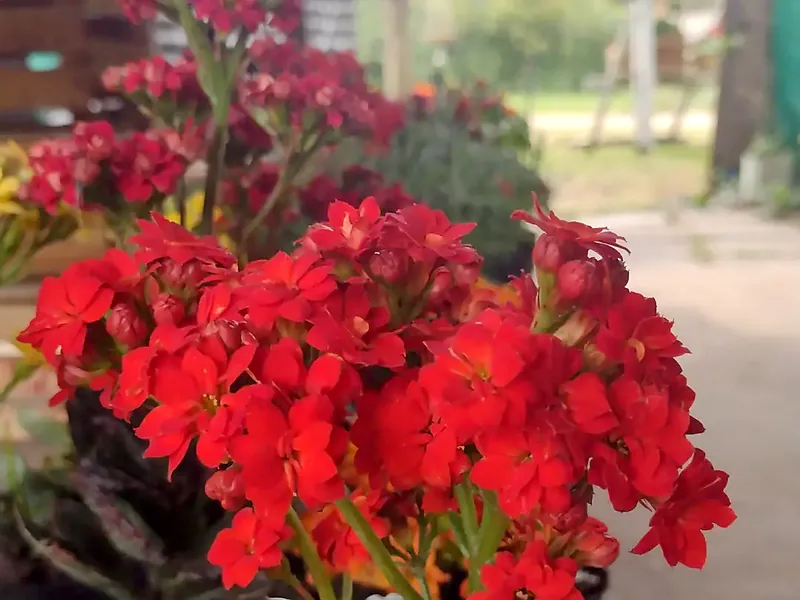 Kalanchoe
