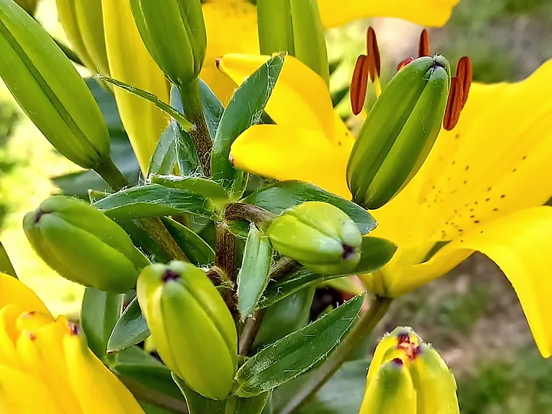 Lilium amarillo