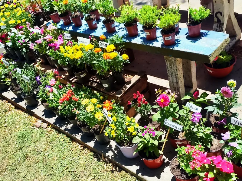 La mesa larga de plantas florecidas sobre el pasto