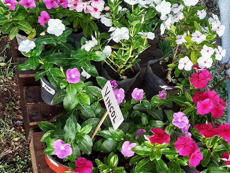 Cajón de flores surtidas