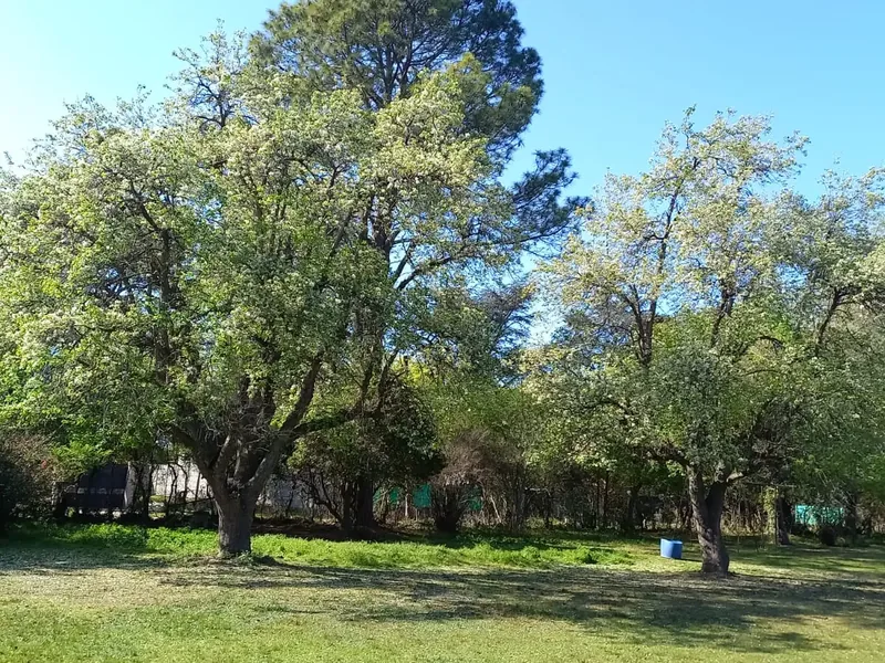 El parque con los árboles en flor