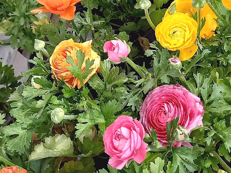 Ranúnculos de todos los colores
