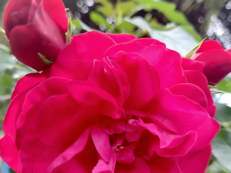 Rosa fucsia